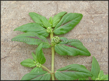 Foliage and Fruit