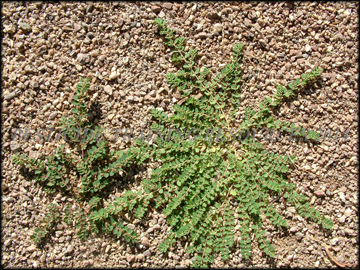 Infestation in Gravel