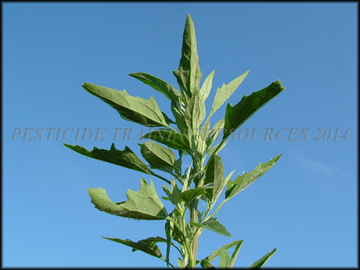 Plant with Seed Pods