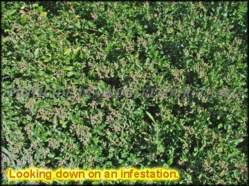 Infestation