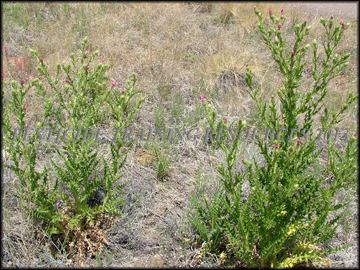 Mature Plants
