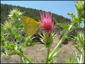Flower, Foliage, Stems