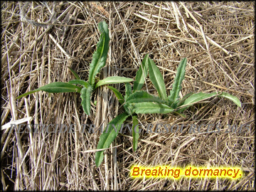 Breaking Dormancy