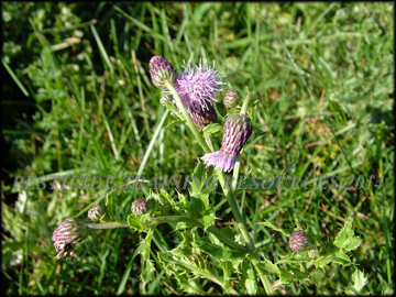 Flower and Foliage