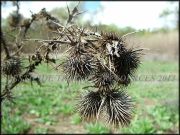 Dried Involucres