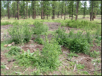 Infestation and Habitat