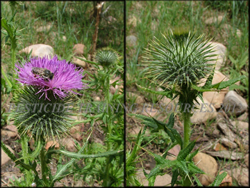Flower and Involucre