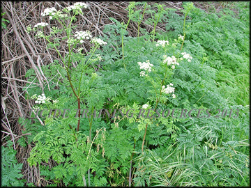 Flowering Plant