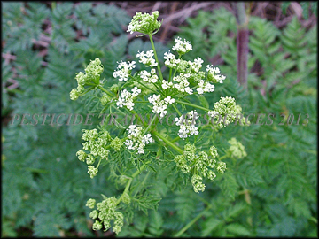 Umbels