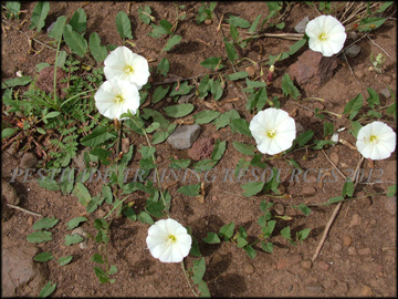 Flowers, Foliage and Vine
