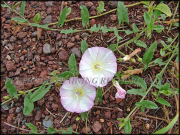 Pink Flowers and Foliage