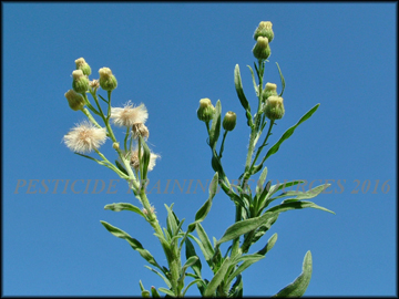Foliage and Inflorescence