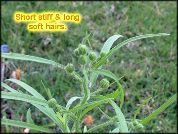 Inflorescence and Foliage
