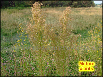 Mature Plants