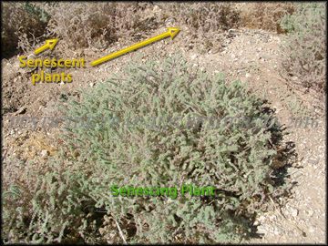 Senescing Plants