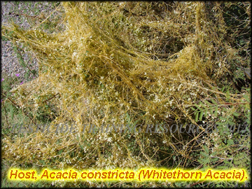 Infestation on Acacia constricta