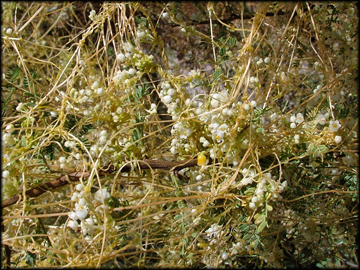 Flowers and Foliage