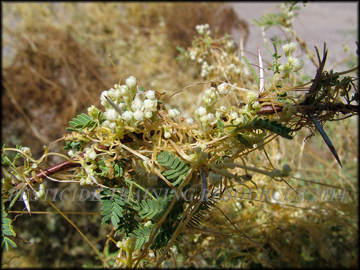 Flowers and Foliage