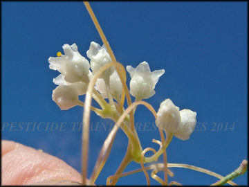 Calyx and flower shape