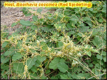 Infestation on Boerhavia coccinea