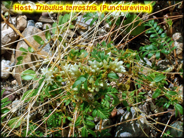 Infestation on Tribulus terrestris