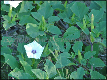 Flower and Foliage