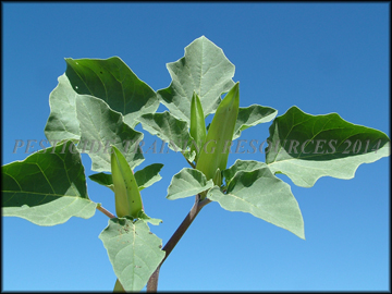 Spent flower and foliage