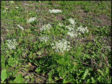 Plants Flowering