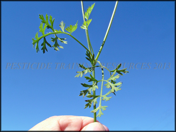 Seedling and Habitat
