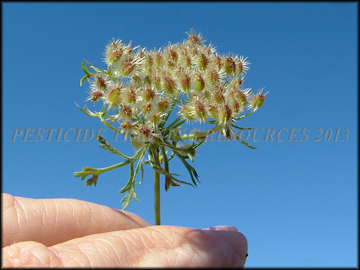 Seed Pods