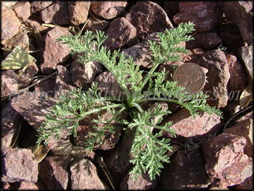 Small Plant