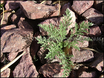 Small Plant