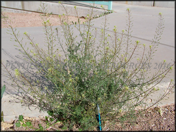 Plant