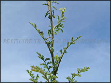 Inflorescence