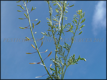 Foliage, Siliques