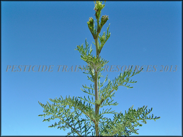 Flowers, Foliage, Siliques