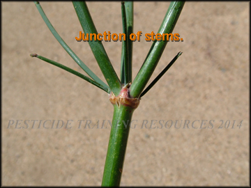 Junction of Stems