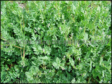 Flower, Foliage and Fruit
