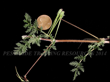 Flower, Foliage and Fruit