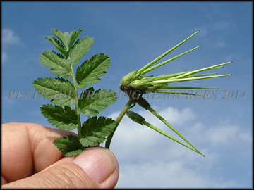 Leaves and Fruit
