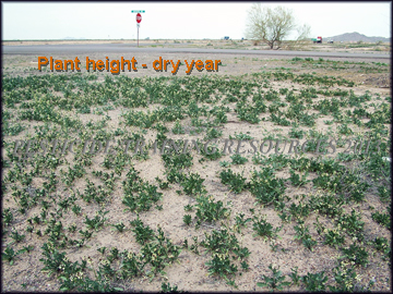 Plants in Dry Year