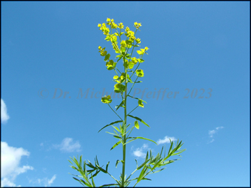 foliage and 1nflorescence