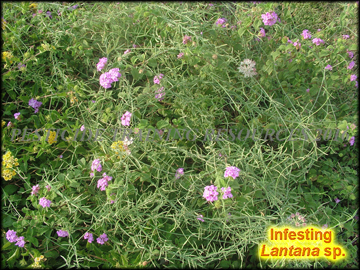 Infesting Lantana