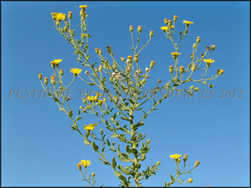 Flowers and Foliage