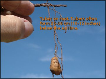 Tuber