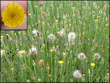 Infestation, Flower, Seed