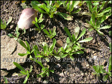 Infestation of Small Plants