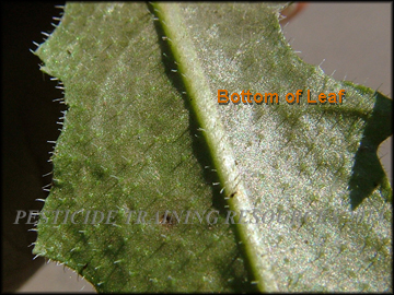 Bottom of Leaf