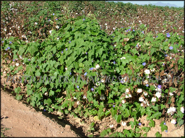 Plant on cotton