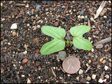Cotyledon Leaves